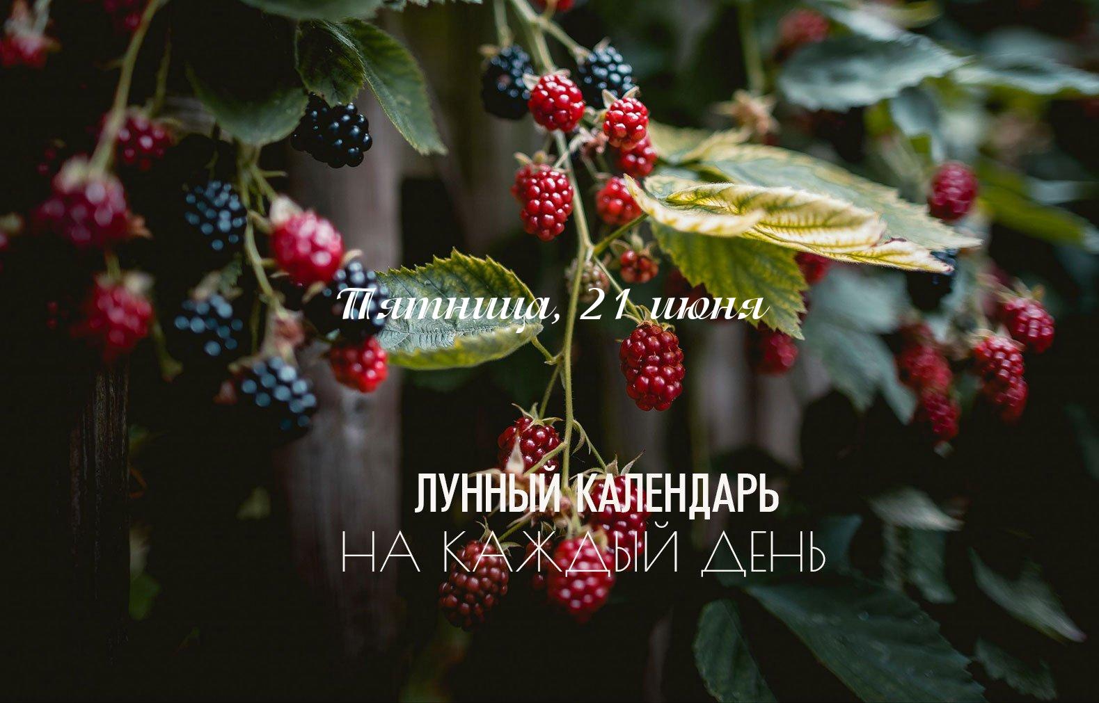 День не простой, активны накшатры резкой природы. Поэтому день лучше провести активно. Обратите внимание 21 июня: «Ганданта» Луны. Луна в этот день делает переход между знаками зодиака, а нередко не самым лучшим образом влияет на наше самочувствие и ощущение радости жизни. Ганданта длится с 14:00 до 17:35. В указанный промежуток не рекомендуется трогать растения (полив, посадка, пересадка), не рекомендуется заниматься домашними делами, делать покупки для дома. После 15:48 будет активна накшатра «Мула». Характер накшатры резкий. Её главная задача — направлять нас в нужное русло. То есть в этот день происходят ситуации, направляющие нас туда, куда нам действительно следует двигаться. Энергия этой накшатры очень мощная и трудно контролируемая — эта энергия больше подходит для разрушения, чем для созидания. Эта накшатра любит выбивать из заезженной колеи